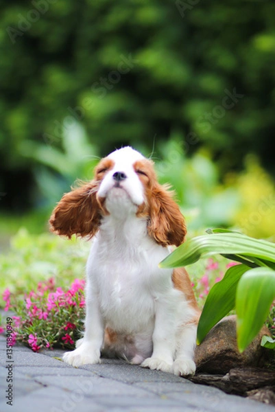 Obraz cavalier king charles spaniel