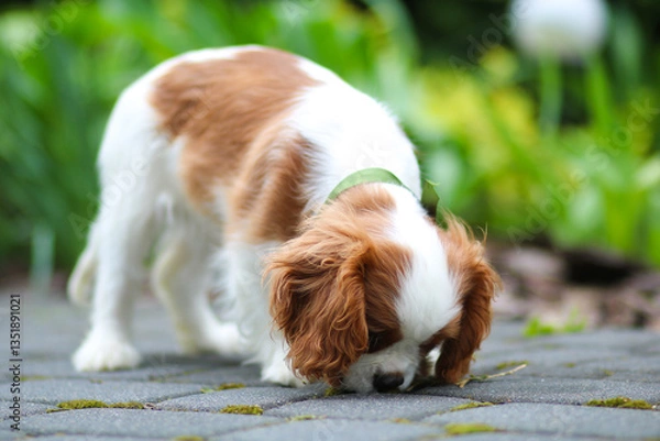 Obraz dog lying on the grass