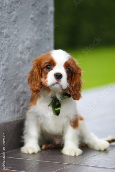 Obraz cavalier king charles spaniel