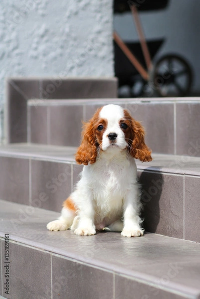 Obraz cavalier king charles spaniel