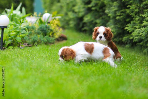 Obraz cavalier king charles spaniel