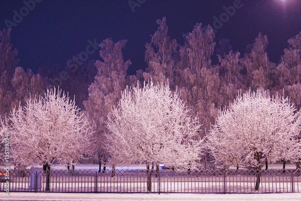 Obraz Frozen trees in the park in winter