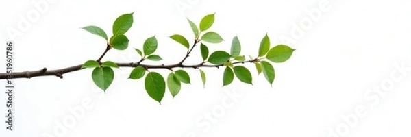 Fototapeta Single isolated tree branch on white background, white background, simplicity, nature