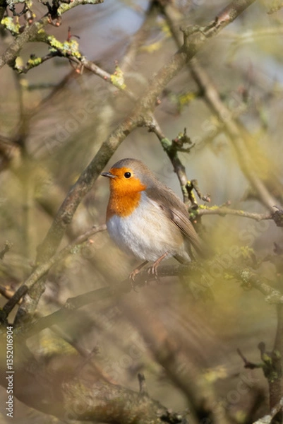 Fototapeta Robin on a branch