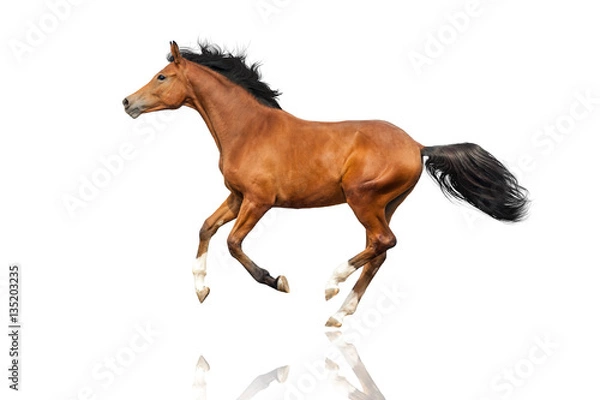 Fototapeta Bay horse run gallop isolated on white background