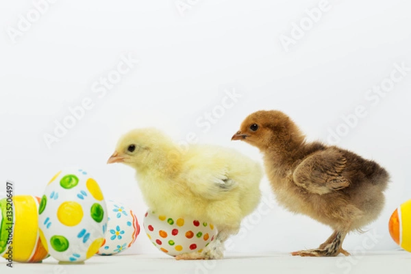 Obraz Little chicks and Easter eggs