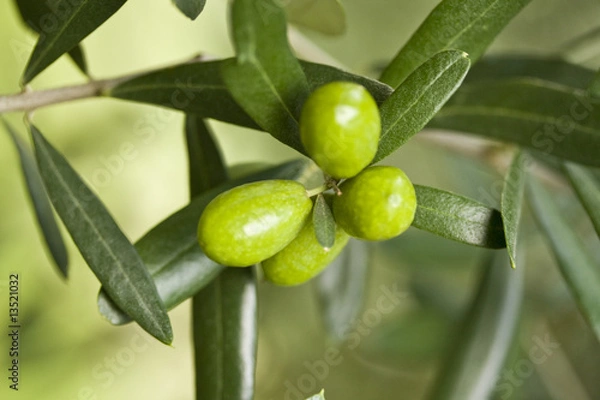 Fototapeta olive