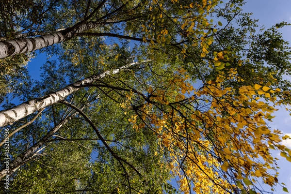 Fototapeta deciduous birch trees in the park at the end of summer