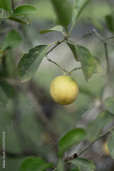 Obraz Homegrown Ripe Yellow Lime Lemon 