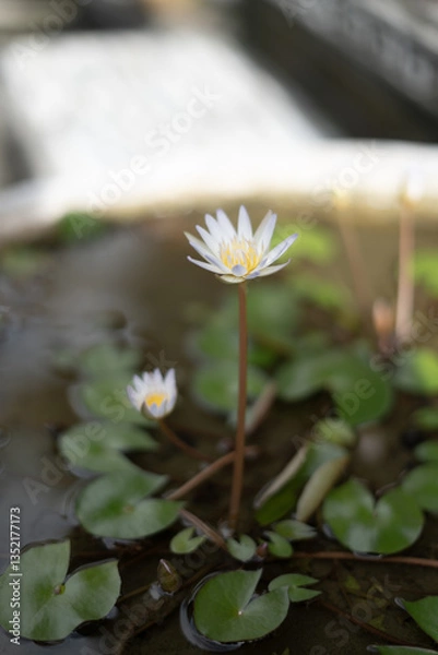 Obraz Homegrown Blooming Lotus on Small Pond