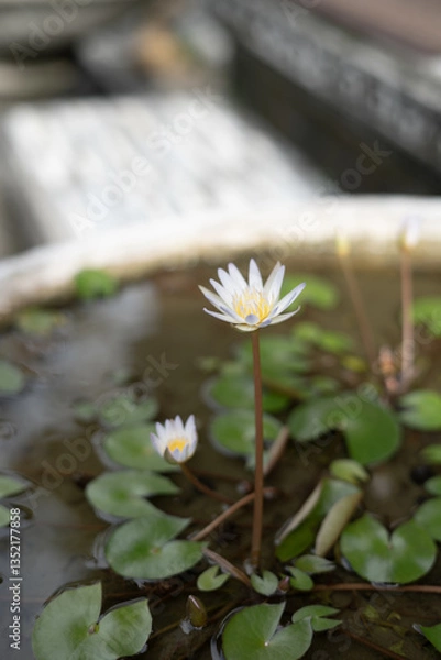 Obraz Homegrown Blooming Lotus on Small Pond