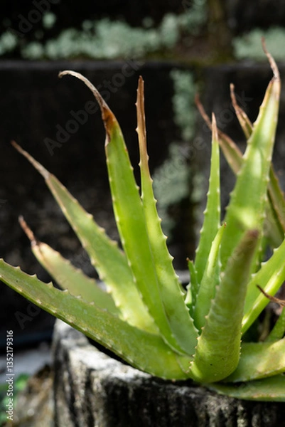 Obraz aloe vera plant in garden