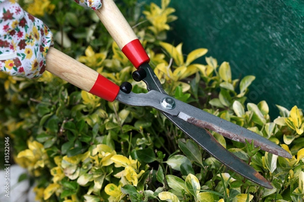Obraz giardinaggio - potatura siepe
