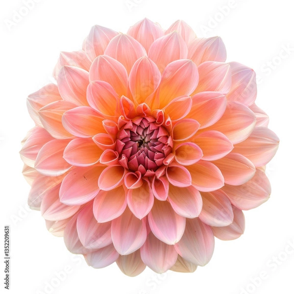 Fototapeta Dahlia flower front view full length isolate on transparency background