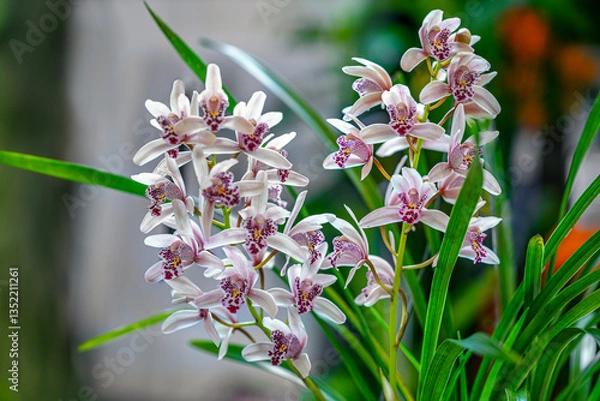 Obraz spring flowers in the garden