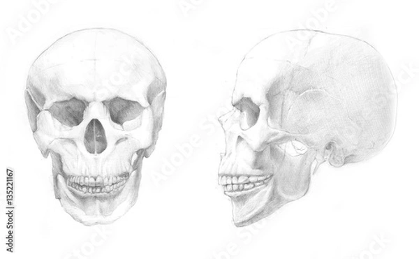 Obraz Pencil drawing of skull