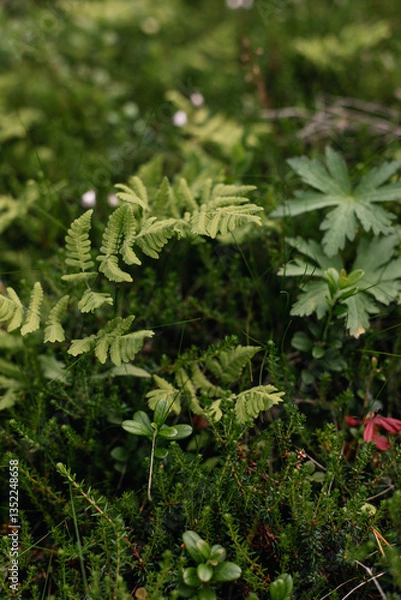 Obraz Close-up of green mountain ferns in the forest.