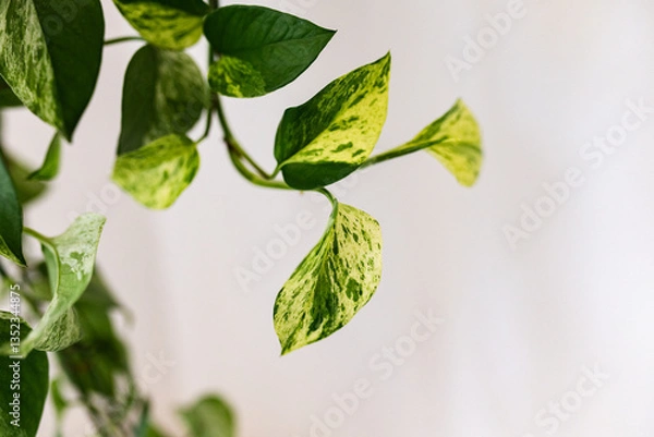Fototapeta epipremnum flower leaf close up
