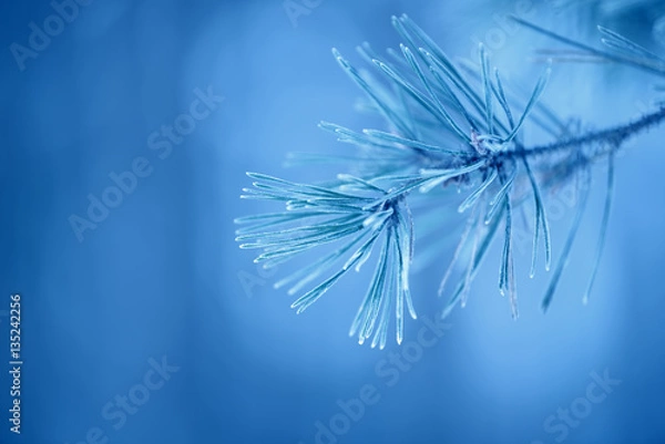 Fototapeta Winter pine tree branches covered with snow. Frozen tree branch in winter forest.
