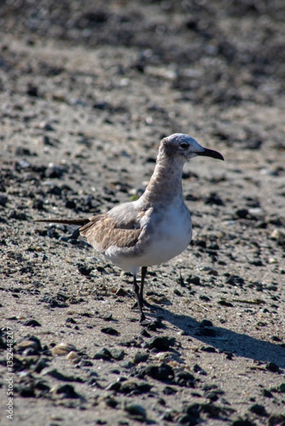 Obraz seagull on the beach