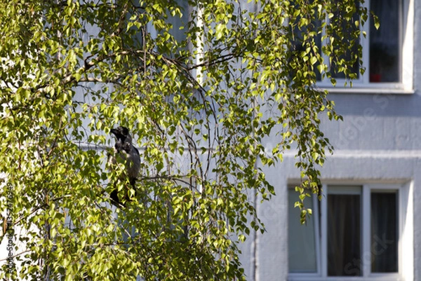 Fototapeta 
A crow sitting in the branches of a birch tree near the wall of a gray building with windows.
