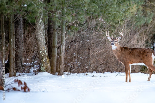 Obraz White-tailed deer buck (odocoileus virginianus) standing in a Wisconsin field in January