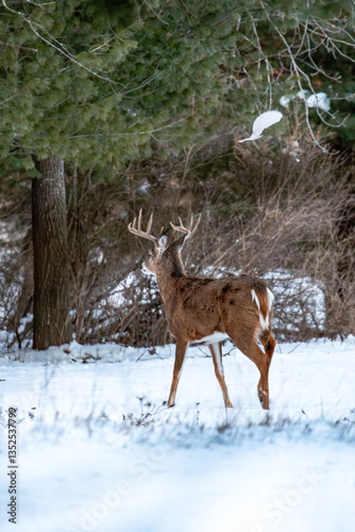 Obraz White-tailed deer buck (odocoileus virginianus) standing in a Wisconsin field in January