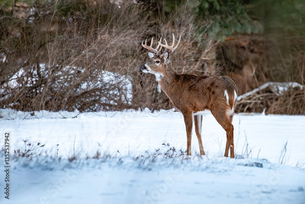 Obraz White-tailed deer buck (odocoileus virginianus) standing in a Wisconsin field in January