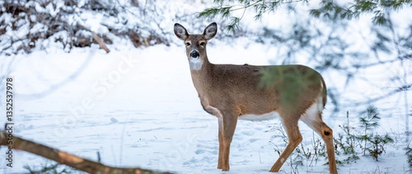 Obraz White-tailed deer, doe (odocoileus virginianus) standing in a Wisconsin field in January
