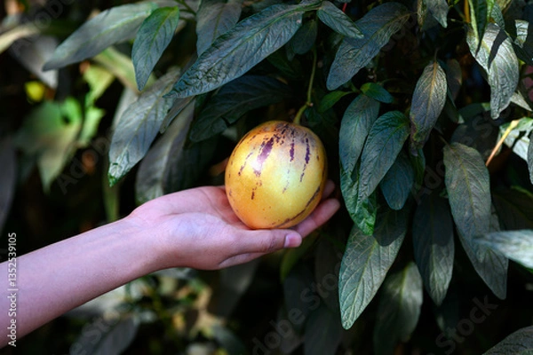 Obraz Close-up of a hand holding an ripe yellow pepino melon (Solanum muricatum) on a vine. The fruit has a greenish skin with purple streaks. The plant is growing in a natural garden setting.