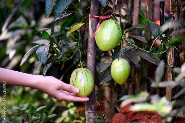 Fototapeta Close-up of a hand holding an unripe pepino melon (Solanum muricatum) on a vine. The fruit has a greenish skin with purple streaks. The plant is growing in a natural garden setting.