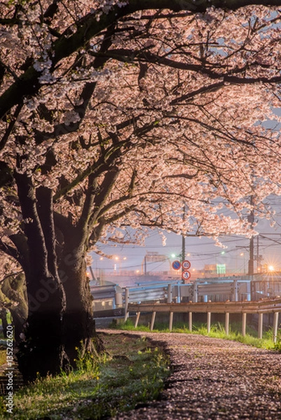Fototapeta 夜桜