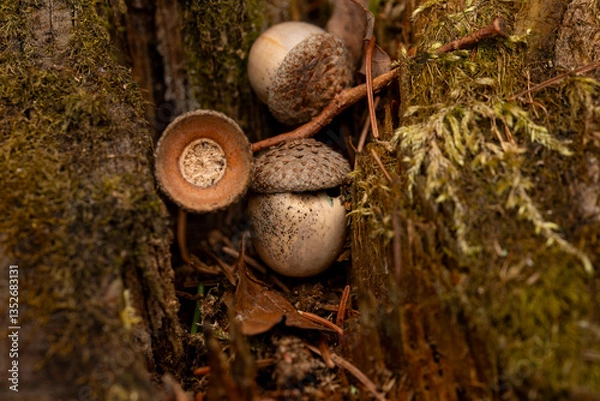 Obraz Eicheln im Moos zwischen Baumrinde