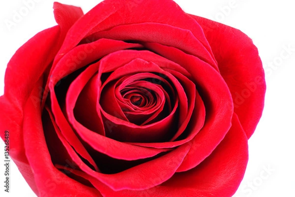Fototapeta close up on single red rose