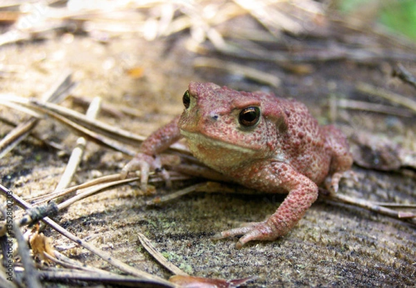 Fototapeta Toad on stump. Macro photograph, toad against a stump background. Skin and eye details, natural surroundings. Side view, slightly blurred background..