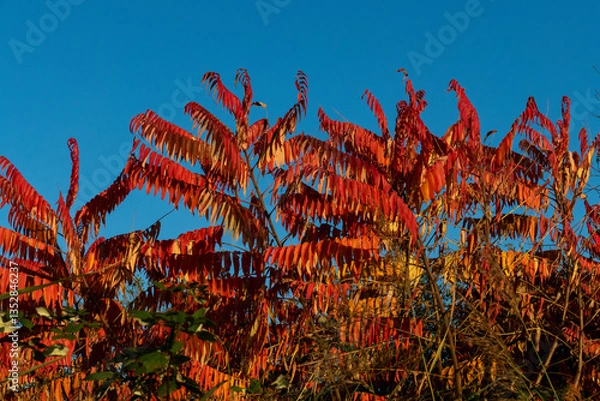 Obraz Herbslaub am Essigbaum, Hirschkolbensumach,  vor strahlend blauem Himmel