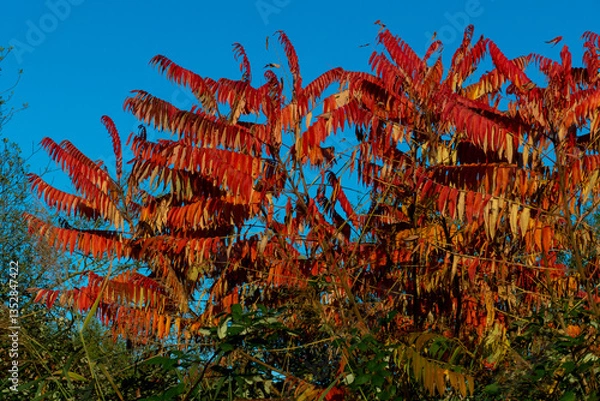 Obraz Herbslaub am Essigbaum, Hirschkolbensumach,  vor strahlend blauem Himmel
