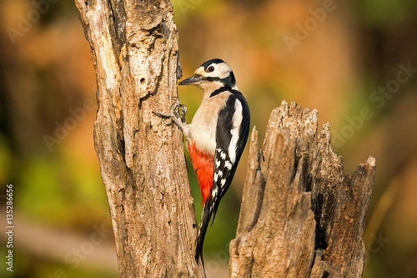 Obraz miss woodpecker
