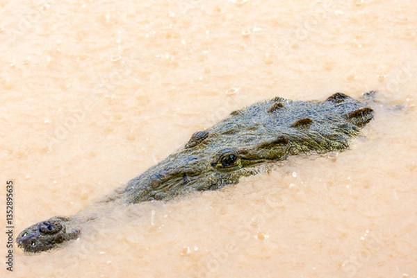 Fototapeta The protruding head of an American crocodile (Crocodylus acutus) from the murky waters of the Tartoles River in Costa Rica. Selective focus on the animal's eye