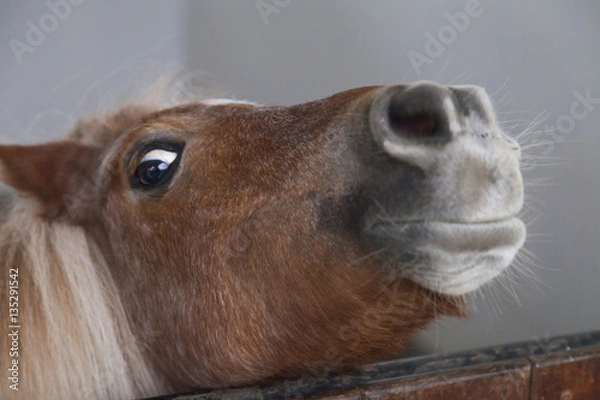 Obraz Little sad pony