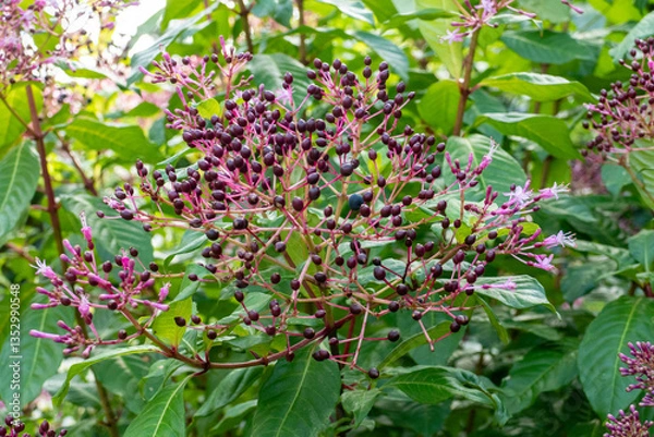 Obraz Fuchsia paniculata Dolden mit blauen Beeren und pink lila Blüten im Sommer