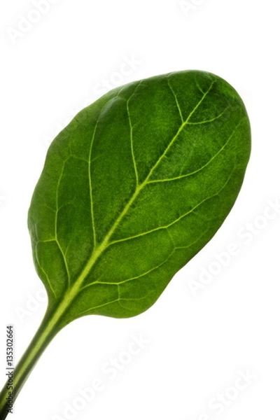 Obraz Spinach leaf