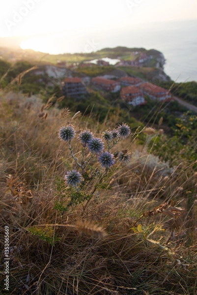 Obraz wildflowers at sunset