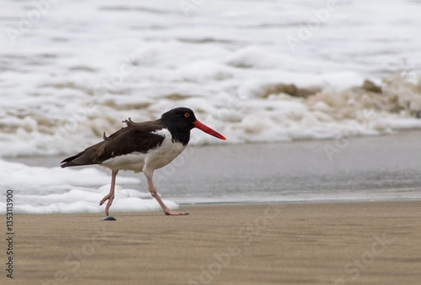 Obraz Playa Maicolpue