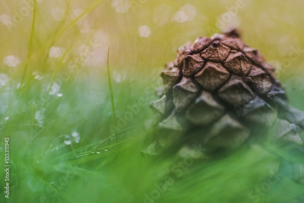 Obraz pine cone on grass