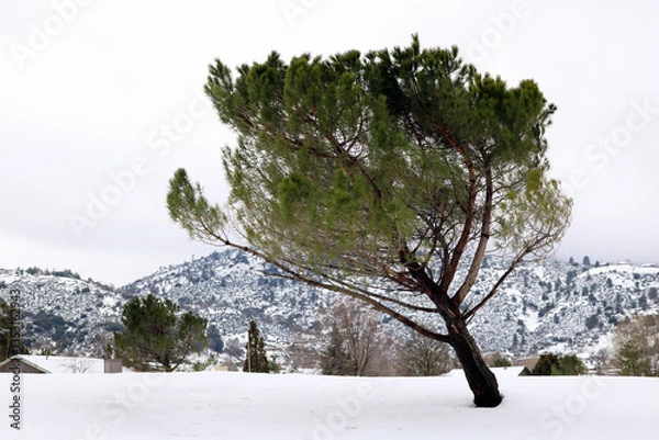 Obraz A tilted pine tree in the snow.  It is in a landscape, horizontal presentation.