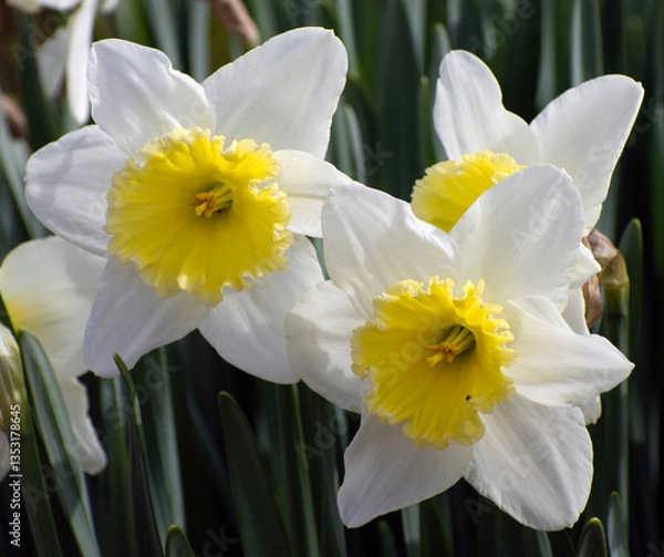 Obraz Daffodils in a flower garden.