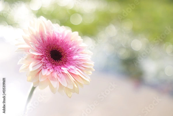 Obraz Colorful pink and white flower with a green and white bokeh blurred background.  This is a horizontal presentation.