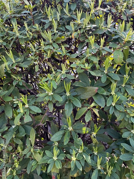 Obraz さつきの新芽・若芽の群生