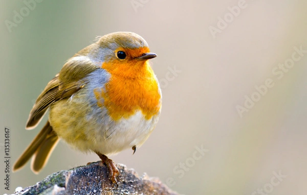Fototapeta Robin Sitting on Snowy Log